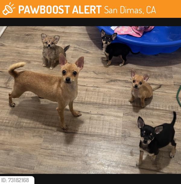 Found/Stray Female Dog last seen By The Trails, San Dimas, CA 91773