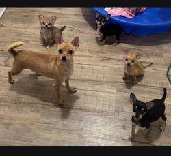 Found/Stray Female Dog last seen By The Trails, San Dimas, CA 91773