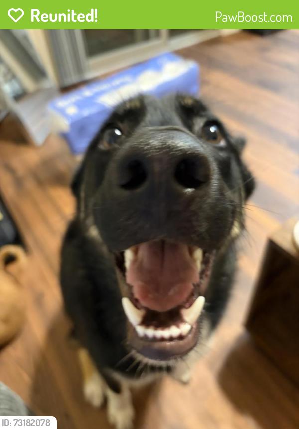 Reunited Male Dog last seen Wafer ct Camp Pendleton, Camp Pendleton North, CA 92058