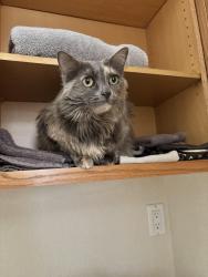 Lost Female Cat last seen Dayton High School, Dayton, NV 89403