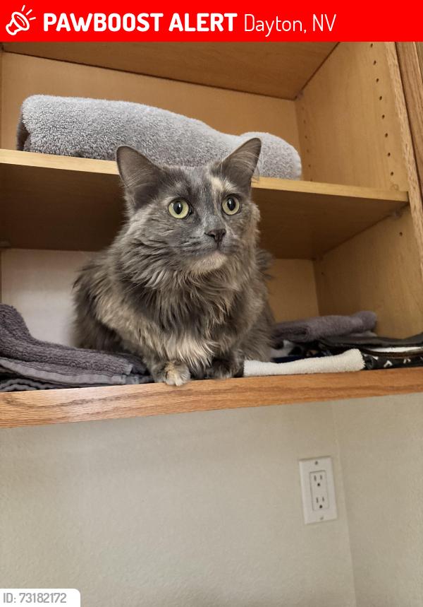 Lost Female Cat last seen Dayton High School, Dayton, NV 89403