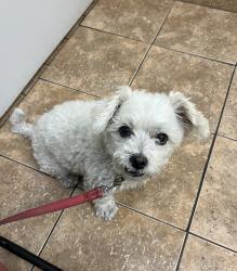 Reunited Male Dog last seen Panama Ln & Reliance Dr, Bakersfield, CA 93313