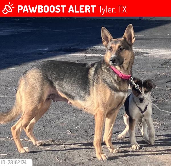 Lost Female Dog last seen hyw 20, Tyler, TX 75706