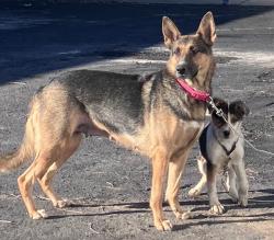 Lost Female Dog last seen hyw 20, Tyler, TX 75706