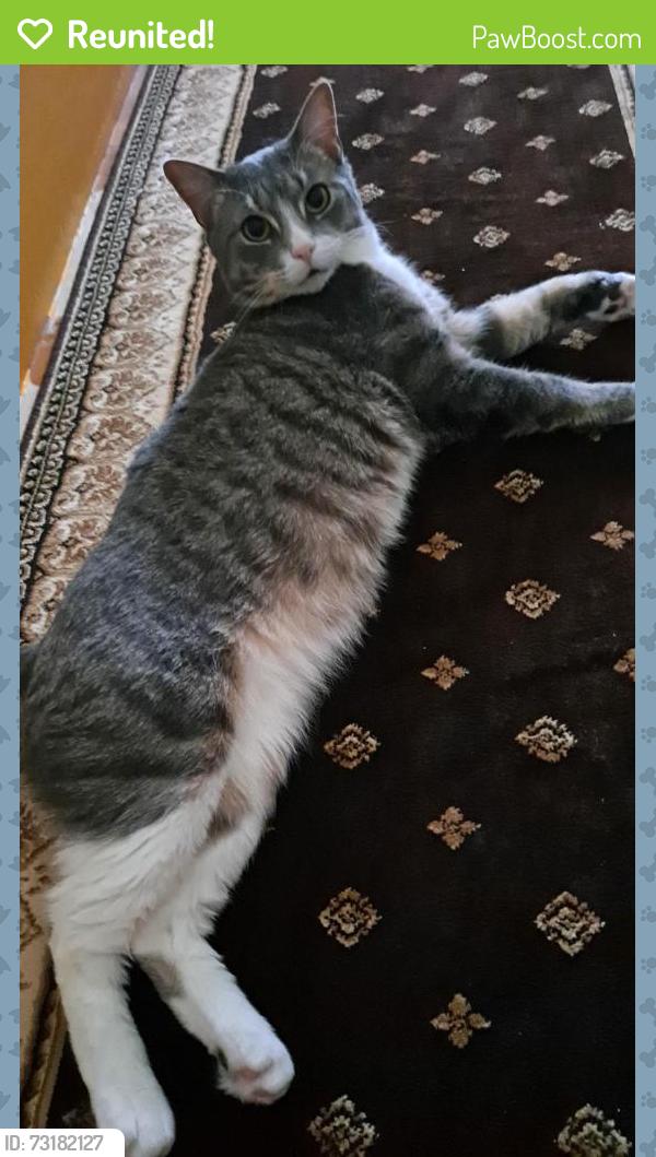 Reunited Male Cat last seen Near emerson pl, lynn Ma, Lynn, MA 01902
