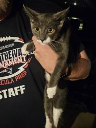Found/Stray Male Cat last seen Chaparral High School, Temecula, CA 92591