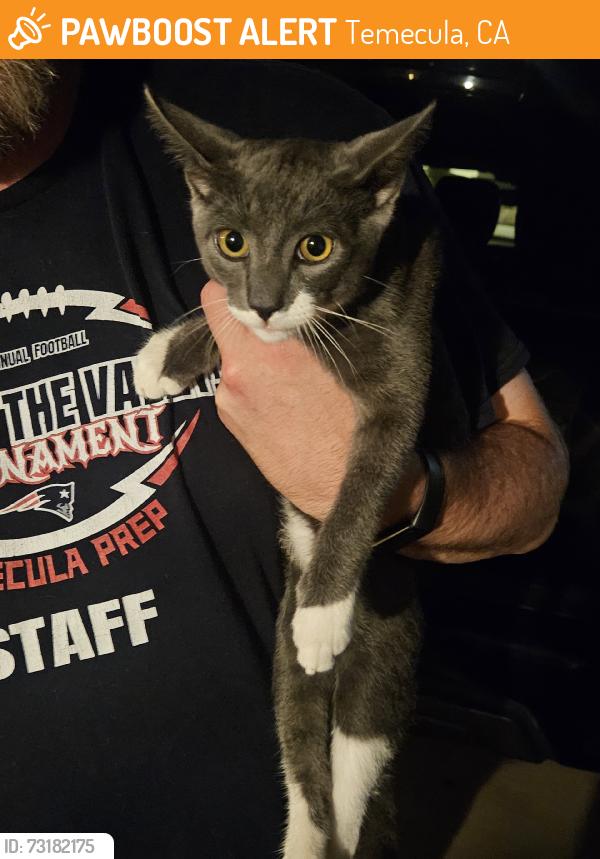 Found/Stray Male Cat last seen Chaparral High School, Temecula, CA 92591