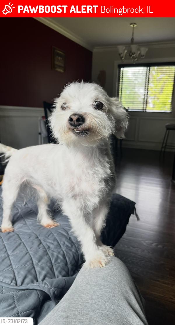Lost Male Dog last seen Westbrook Christian church, Bolingbrook, IL 60440