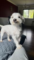 Lost Male Dog last seen Westbrook Christian church, Bolingbrook, IL 60440