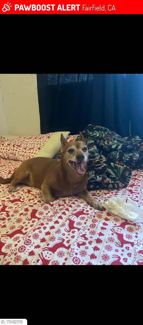 Lost Male Dog last seen East tabor, Fairfield, CA 94533