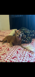 Lost Male Dog last seen East tabor, Fairfield, CA 94533