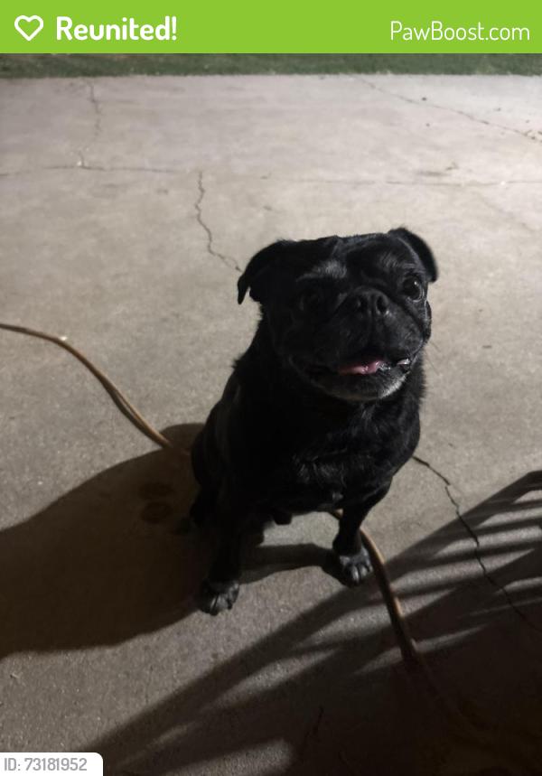 Reunited Male Dog last seen Hollenbeck and Larkin, Covina, CA 91722