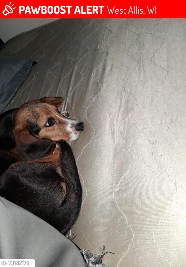 Lost Male Dog last seen Near w Oklahoma, West Allis, WI 53227