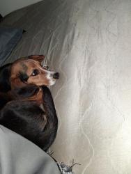Lost Male Dog last seen Near w Oklahoma, West Allis, WI 53227