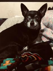 Lost Female Dog last seen Golden alley road, Minneapolis, MN 55411