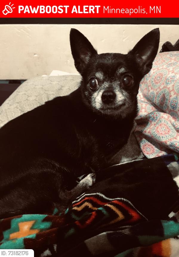 Lost Female Dog last seen Golden alley road, Minneapolis, MN 55411