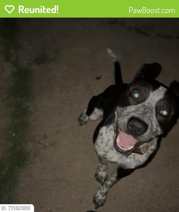 Reunited Female Dog last seen Beaver street Austin Texas, Austin, TX 78753