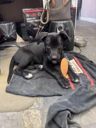 Found/Stray Male Dog last seen Partenia and van nuys, Los Angeles, CA 91405
