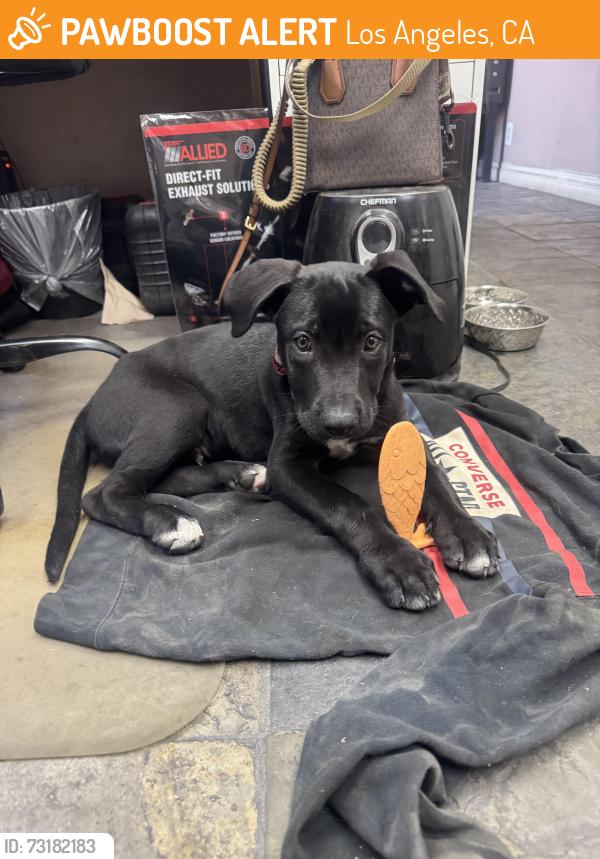 Found/Stray Male Dog last seen Partenia and van nuys, Los Angeles, CA 91405