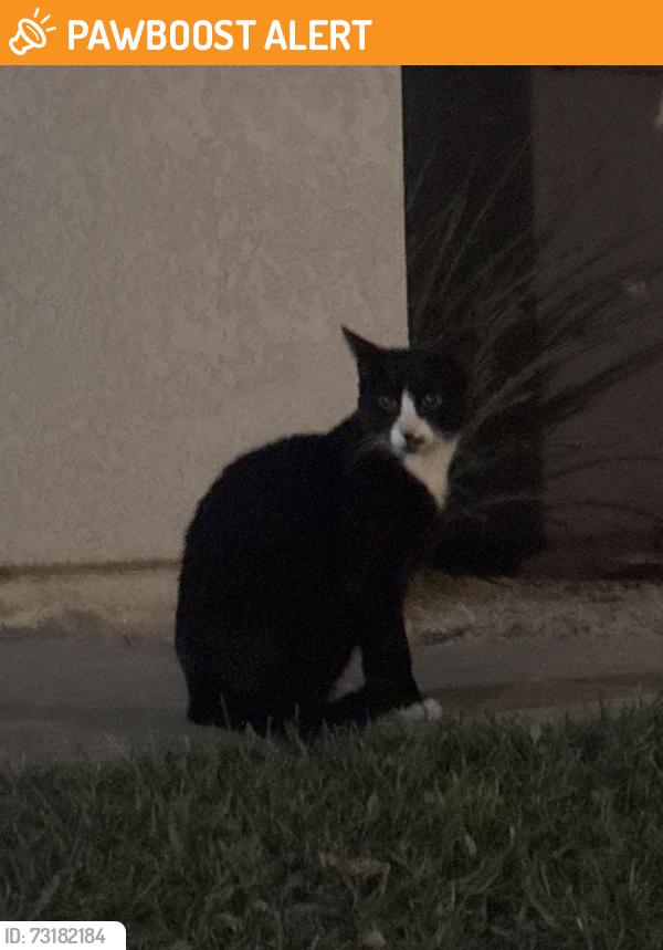 Found/Stray Male Cat last seen In the community, Rancho Cucamonga, CA 91739