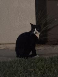Found/Stray Male Cat last seen In the community, Rancho Cucamonga, CA 91739