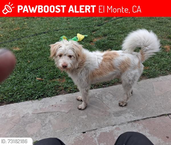 Lost Male Dog last seen Tyler and Washington, El Monte, CA 91733