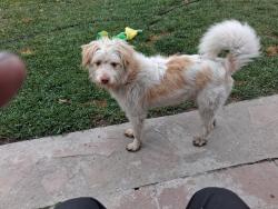 Lost Male Dog last seen Tyler and Washington, El Monte, CA 91733