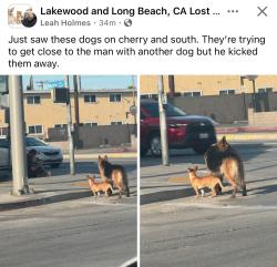 Reunited Unknown Dog last seen Orange and south street, Long Beach, CA 90805