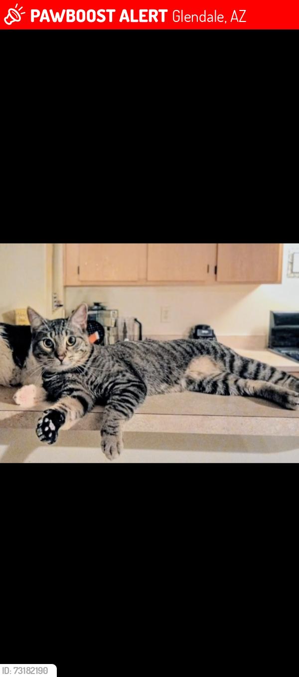 Lost Male Cat last seen Glendale az, Glendale, AZ 85301