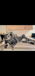 Lost Male Cat last seen Glendale az, Glendale, AZ 85301