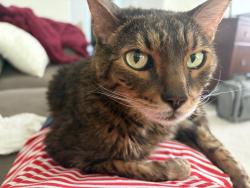 Reunited Male Cat last seen Mineral pl and Long in Heritage Eagle Bend, Aurora, CO 80016