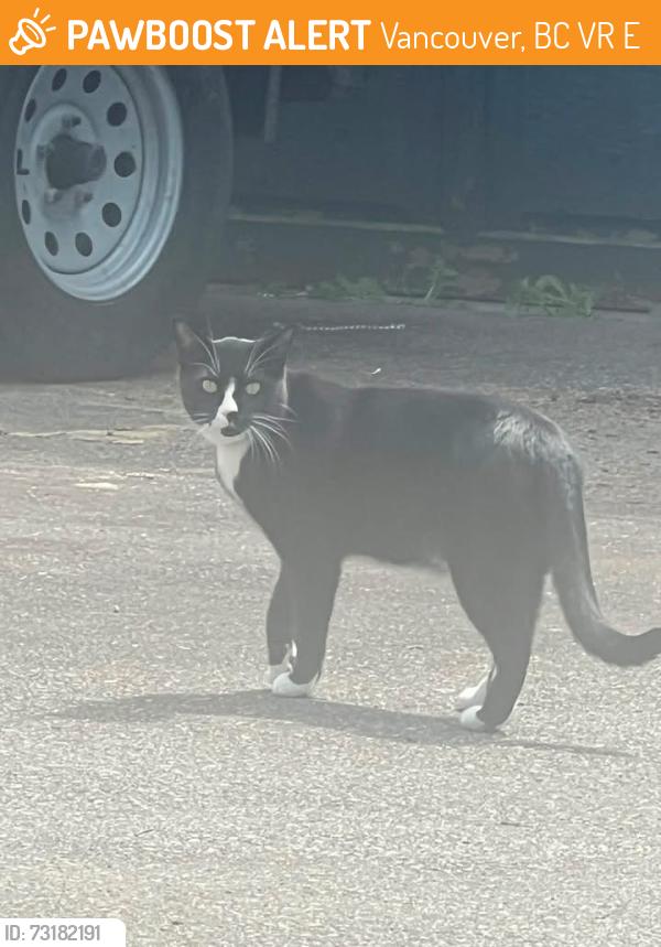 Found/Stray Male Cat last seen Near and doman, Vancouver, BC V5R 3E5