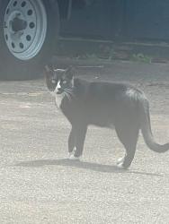 Found/Stray Male Cat last seen Near and doman, Vancouver, BC V5R 3E5