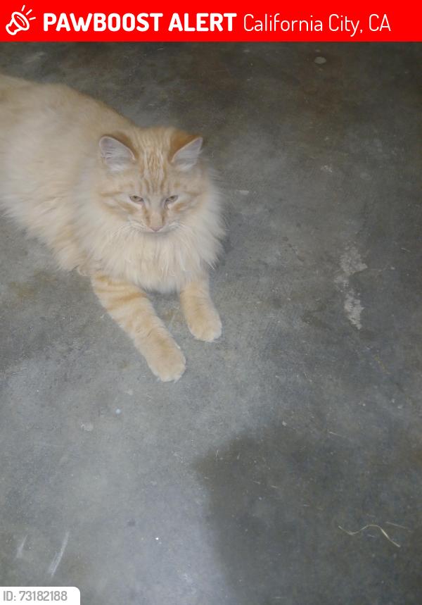 Lost Male Cat last seen Proctor bl, California City, CA 93505