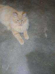 Lost Male Cat last seen Proctor bl, California City, CA 93505