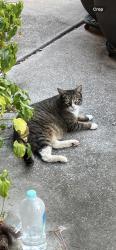 Lost Male Cat last seen Meadow Bend Dr, Friendswood, TX 77546