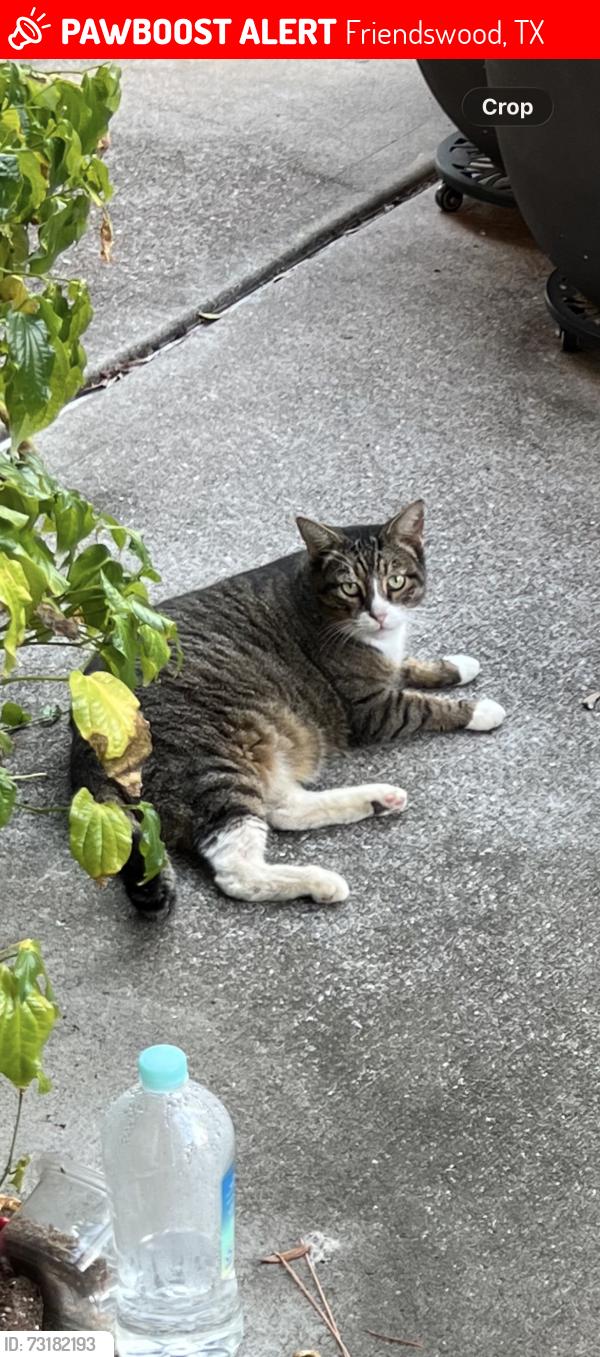 Lost Male Cat last seen Meadow Bend Dr, Friendswood, TX 77546