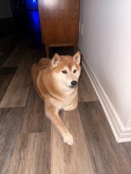 Reunited Male Dog last seen Saginaw St Neola St, Los Angeles, CA 90041