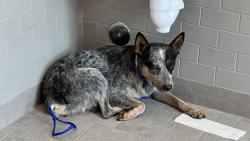 Lost Female Dog last seen Oak Chase and New Cedars, Houston, TX 77062