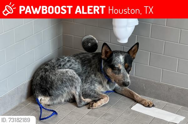 Lost Female Dog last seen Oak Chase and New Cedars, Houston, TX 77062