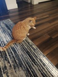 Reunited Male Cat last seen BJ's is nearby, Fort Worth, TX 76132
