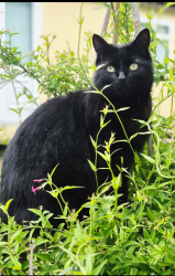 Lost Female Cat last seen 74, De24 8hd, Alvaston, England DE24 8HD