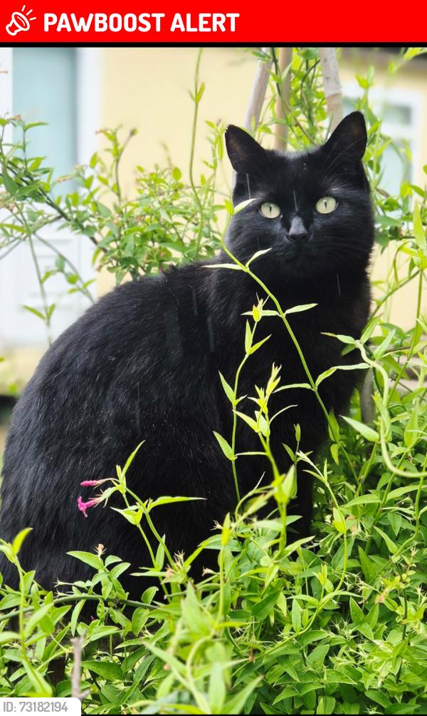 Lost Female Cat last seen 74, De24 8hd, Alvaston, England DE24 8HD
