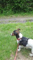 Reunited Female Dog last seen Dyke Road, Old Shoreham Road, Upper Drive, Port Hall Road, Brighton and Hove, England BN3 6NF