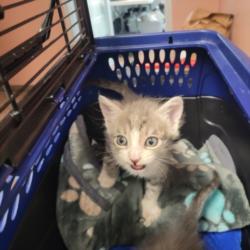 Shelter Stray Male Cat last seen , West Valley Animal Shelter, 20655 Plummer St, Chatsworth, CA 91311, USA