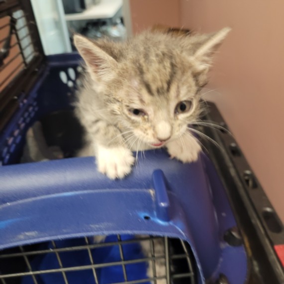Shelter Stray Female Cat last seen , West Valley Animal Shelter, 20655 Plummer St, Chatsworth, CA 91311, USA