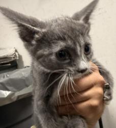 Shelter Stray Female Cat last seen , West Valley Animal Shelter, 20655 Plummer St, Chatsworth, CA 91311, USA