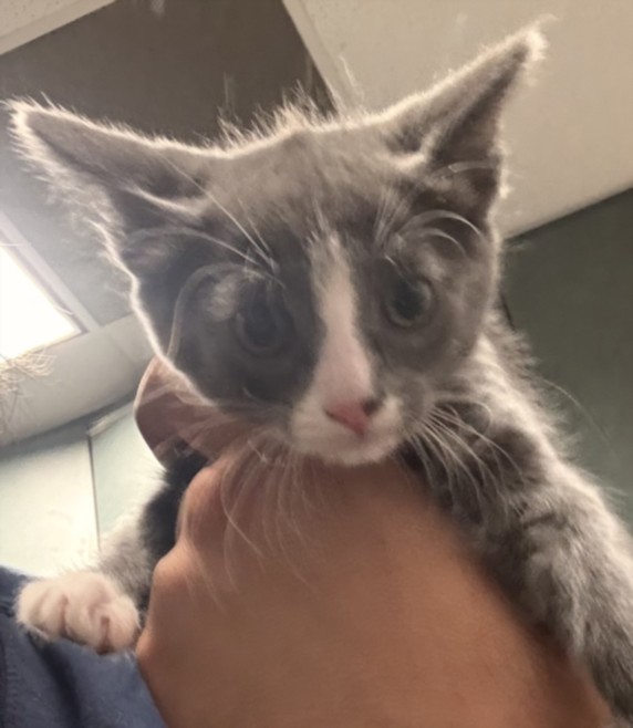 Shelter Stray Female Cat last seen , West Valley Animal Shelter, 20655 Plummer St, Chatsworth, CA 91311, USA
