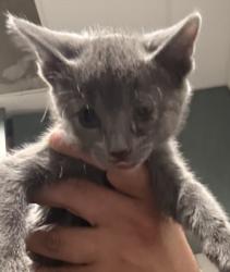 Shelter Stray Female Cat last seen , West Valley Animal Shelter, 20655 Plummer St, Chatsworth, CA 91311, USA