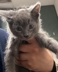 Shelter Stray Female Cat last seen , West Valley Animal Shelter, 20655 Plummer St, Chatsworth, CA 91311, USA
